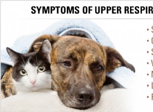 Есть ли у домашних животных «сезон простуды и гриппа?»