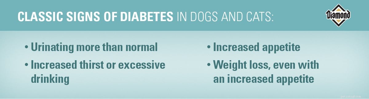 Meu animal de estimação está em risco de diabetes?