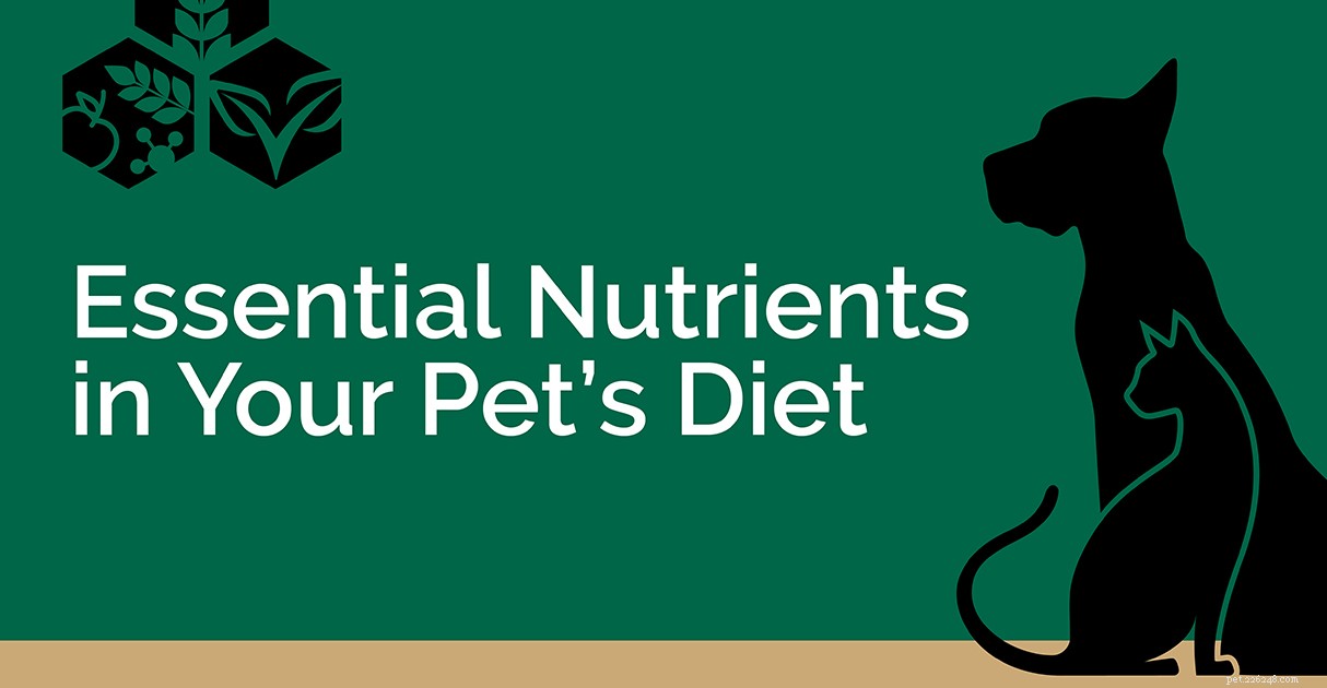 Ingrédients des aliments pour animaux de compagnie :un guide Diamond Pet Foods