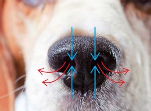 Tornar-se profissional:a ligação entre nutrição e detecção de odores é um caso de aromas e sensibilidade