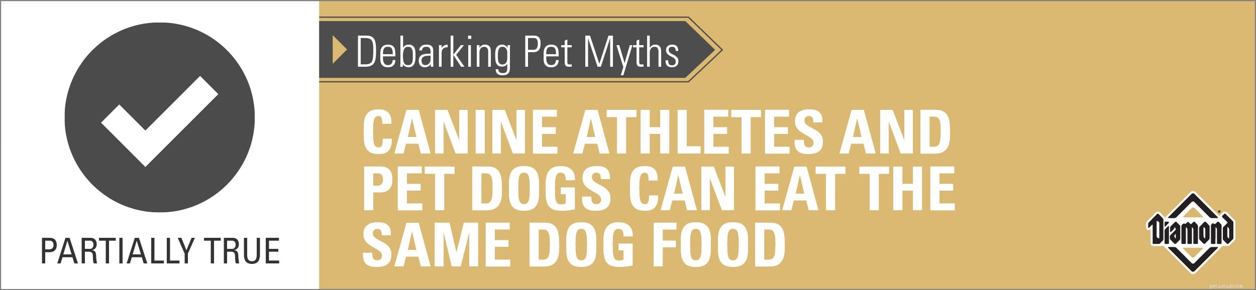 Mitos sobre o descascamento de cães:atletas caninos e cães de estimação podem comer a mesma ração