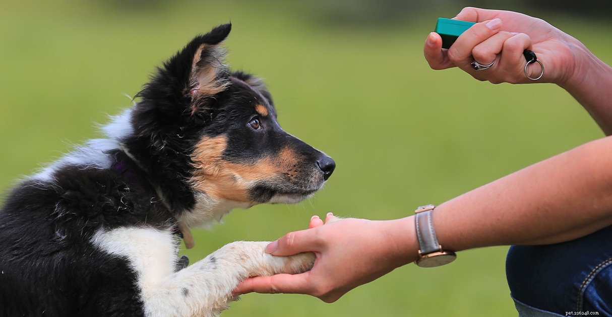 子犬のトレーニングへのダイヤモンドペットフードガイド：彼らの最初の週から基本的なコマンドと社交まで 