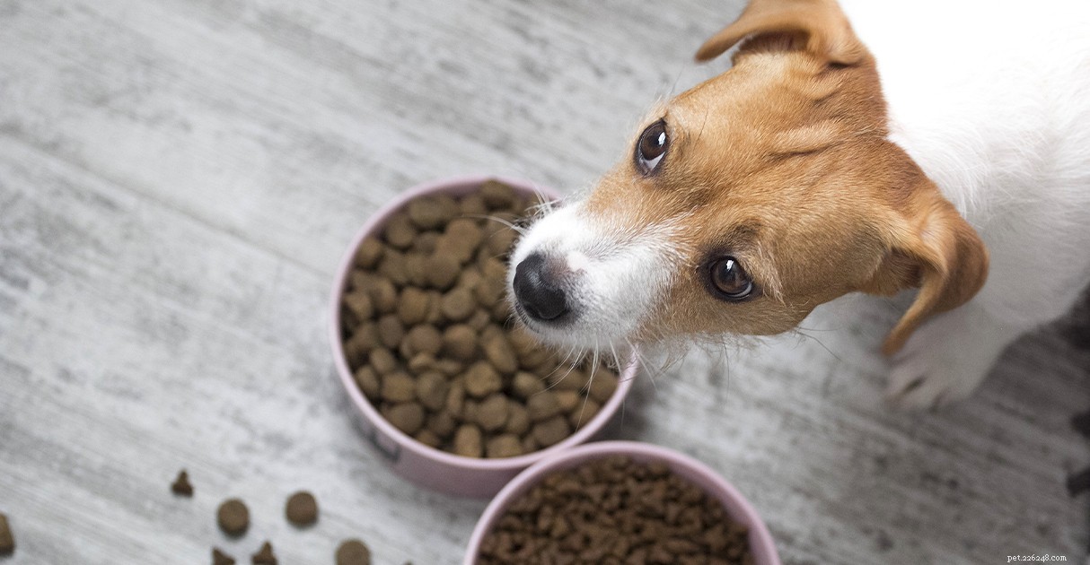 Een Diamond Pet Foods-gids voor puppytraining:van hun eerste week tot basiscommando s en socialiseren