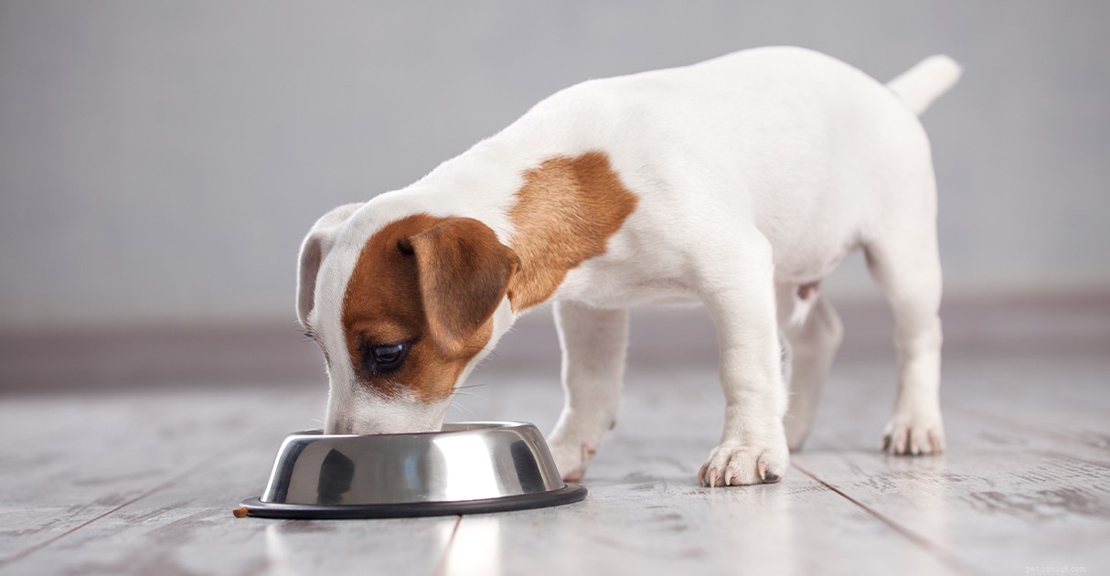 Een Diamond Pet Foods-gids voor puppytraining:van hun eerste week tot basiscommando s en socialiseren