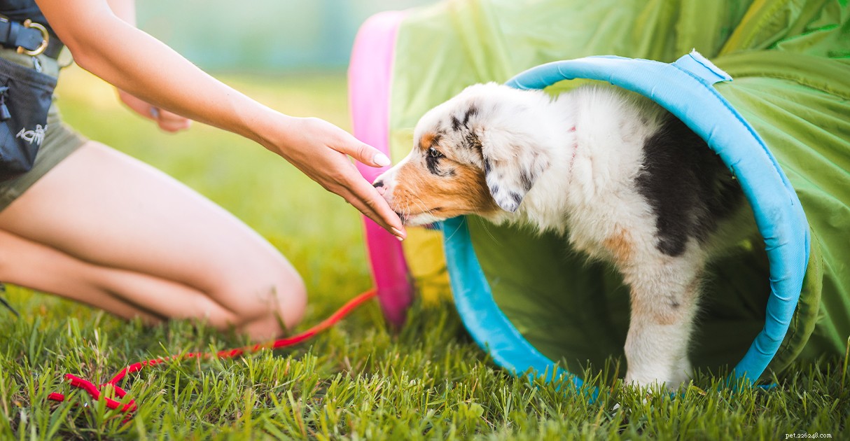 Una guida Diamond Pet Foods per l addestramento dei cuccioli:dalla prima settimana ai comandi di base e alla socializzazione