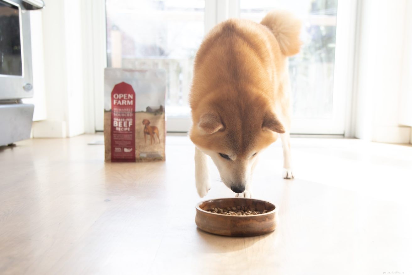 Determinazione degli alimenti non sicuri:quali alimenti non possono mangiare i cani?