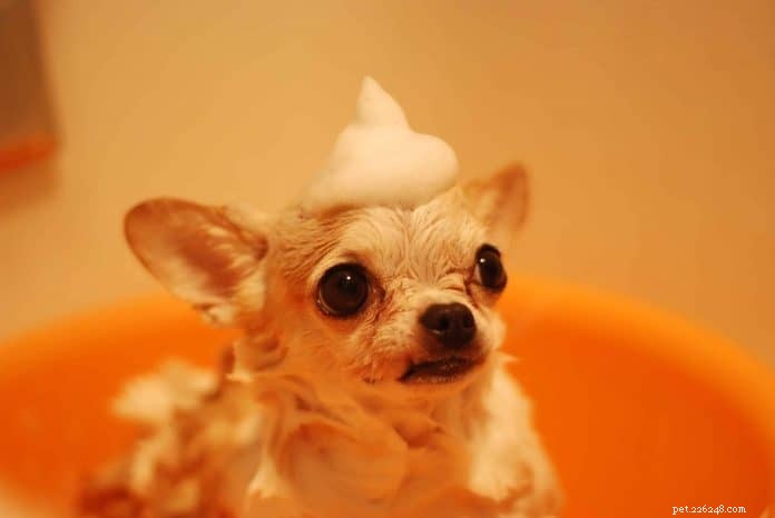 Conseils de toilettage pour chiens :Le guide ultime pour toiletter votre animal de compagnie dans le confort de votre maison 