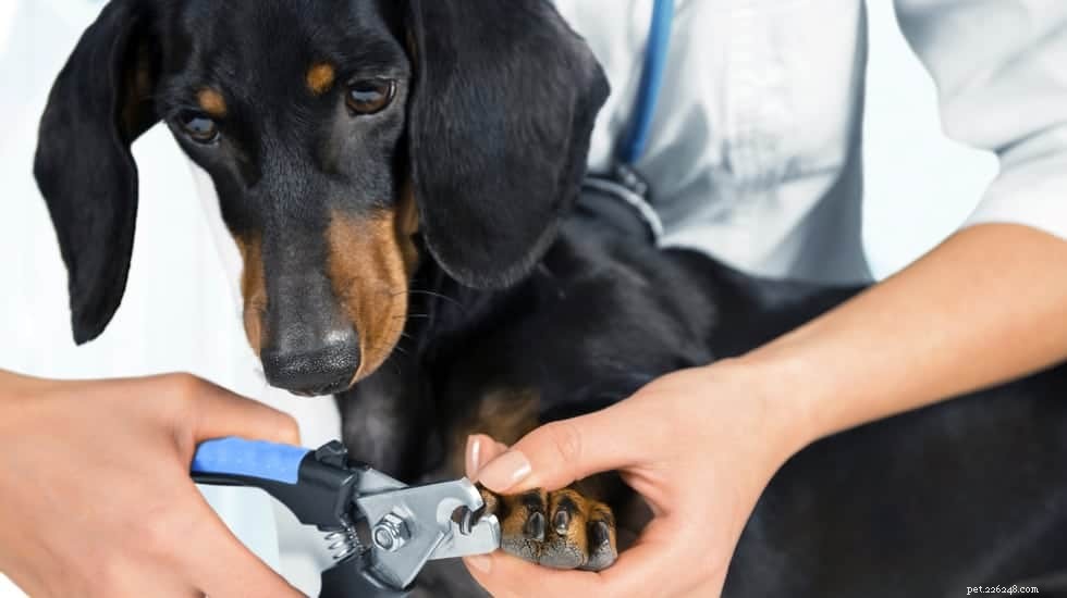 Tipy pro péči o psa:Nejlepší průvodce pro péči o vašeho mazlíčka z pohodlí vašeho domova