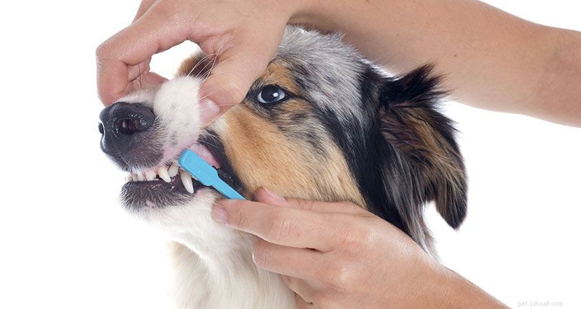 Suggerimenti per la cura del cane:la guida definitiva per la cura del tuo animale domestico comodamente da casa