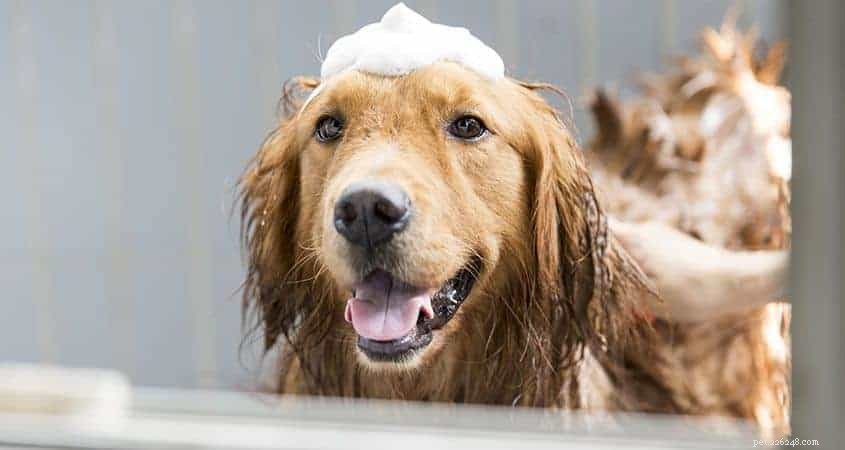 Hondenverzorgingstips:de ultieme gids voor het verzorgen van uw huisdier vanuit het comfort van uw huis