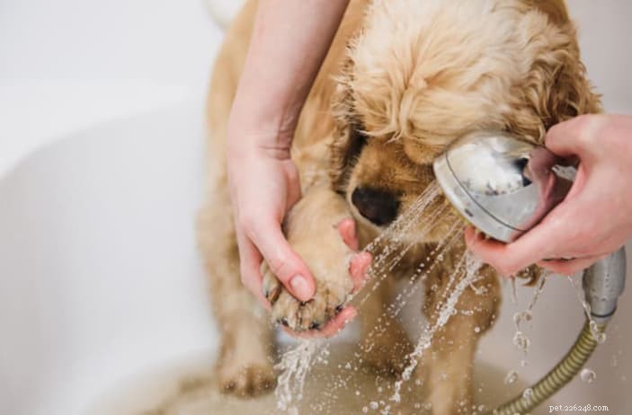 Conseils de toilettage pour chiens :Le guide ultime pour toiletter votre animal de compagnie dans le confort de votre maison 