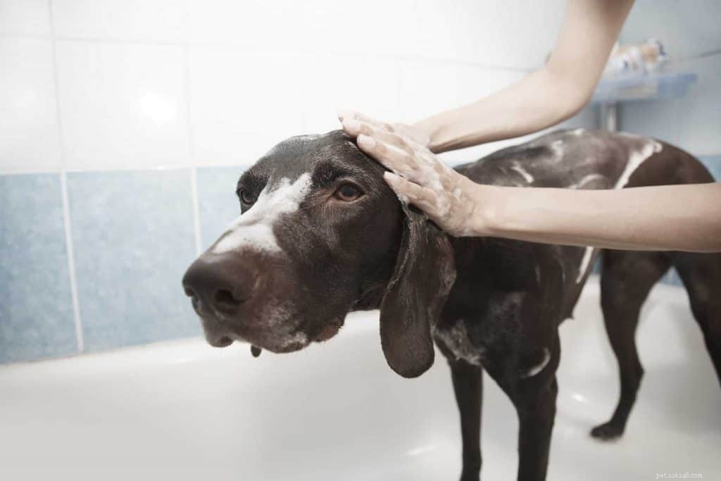 Suggerimenti per la cura del cane:la guida definitiva per la cura del tuo animale domestico comodamente da casa