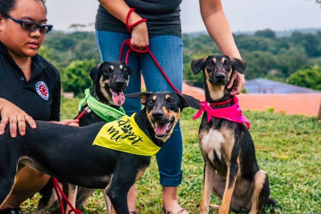 Лучшие центры по усыновлению домашних животных в Сингапуре, чтобы изменить жизнь домашних животных (включая собак, кошек и кроликов)
