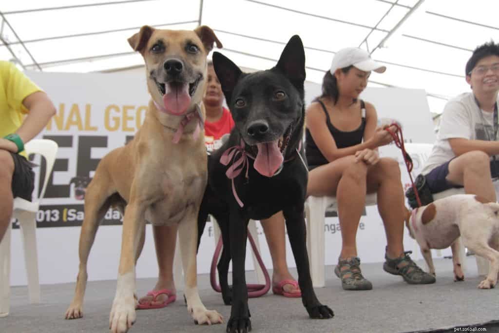Les meilleurs centres d adoption d animaux de compagnie à Singapour pour changer la vie d un animal de compagnie (y compris les chiens, les chats et les lapins)