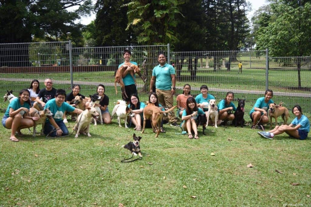 Les meilleurs centres d adoption d animaux de compagnie à Singapour pour changer la vie d un animal de compagnie (y compris les chiens, les chats et les lapins)