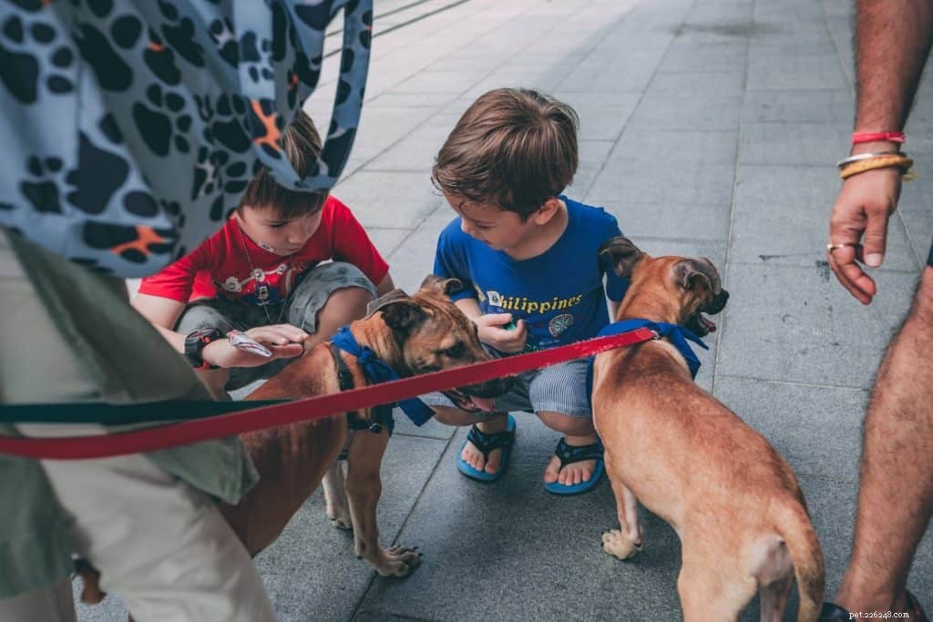 ペットの生活を変えるためのシンガポールで最高のペットの譲渡センター（犬、猫、ウサギを含む）