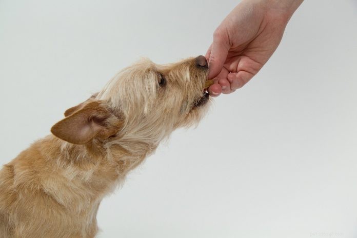 7 cose che i proprietari dovrebbero sapere prima di dare da mangiare al tuo cane con una dieta cruda