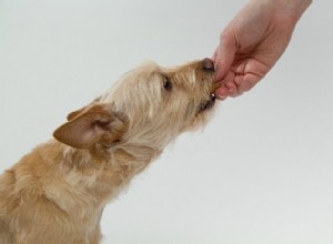 飼い主があなたの犬に生の食事を与える前に知っておくべき7つのこと 