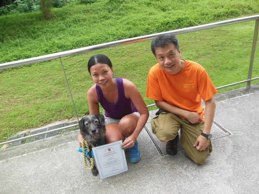 自宅で秩序を保ちたい飼い主のためのシンガポールの4つの犬の訓練学校 