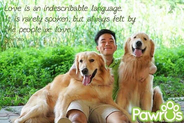 4 scuole di addestramento per cani a Singapore per i proprietari che desiderano mantenere l ordine a casa