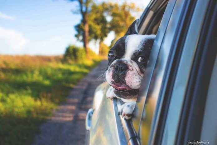 8 services de taxi pour animaux de compagnie pour faciliter les déplacements avec votre animal de compagnie