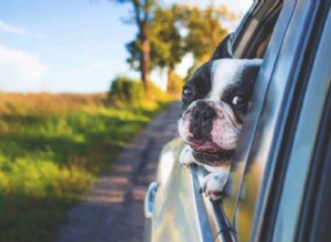 8 служб такси для домашних животных, которые сделают путешествие с вашим питомцем легким делом
