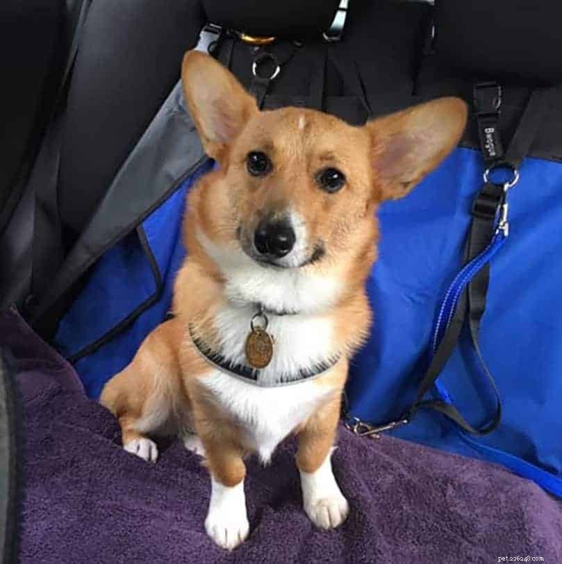 8 taxidiensten voor huisdieren om reizen met uw huisdier een makkie te maken