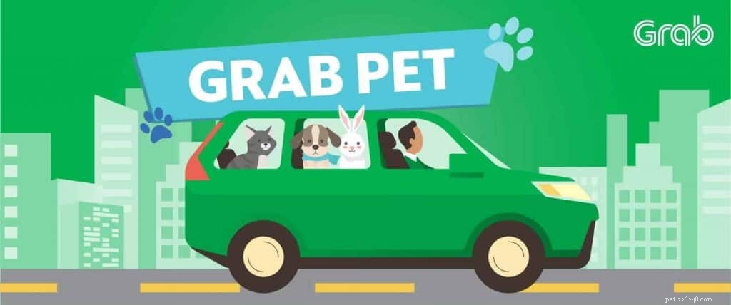 애완동물과의 여행을 편안하게 만들어주는 8가지 애완동물 택시 서비스