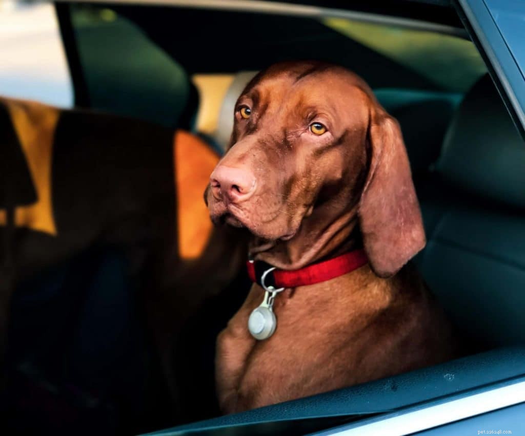 애완동물과의 여행을 편안하게 만들어주는 8가지 애완동물 택시 서비스