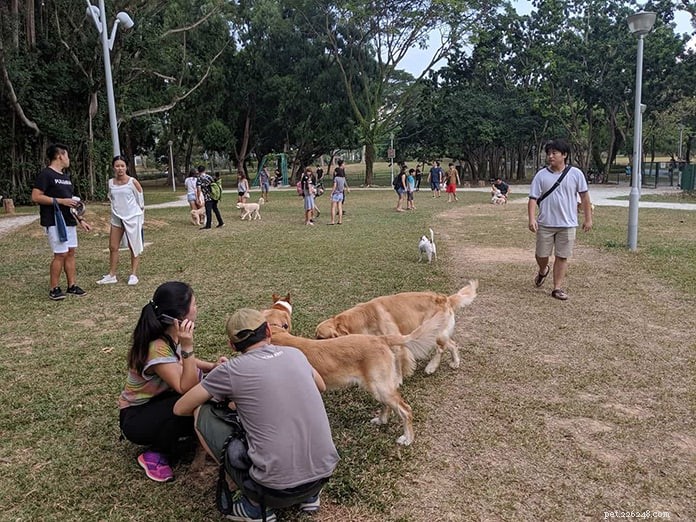 7 parques e corridas para cães em Cingapura que você precisa visitar [+ dicas sobre boa etiqueta no parque para cães]