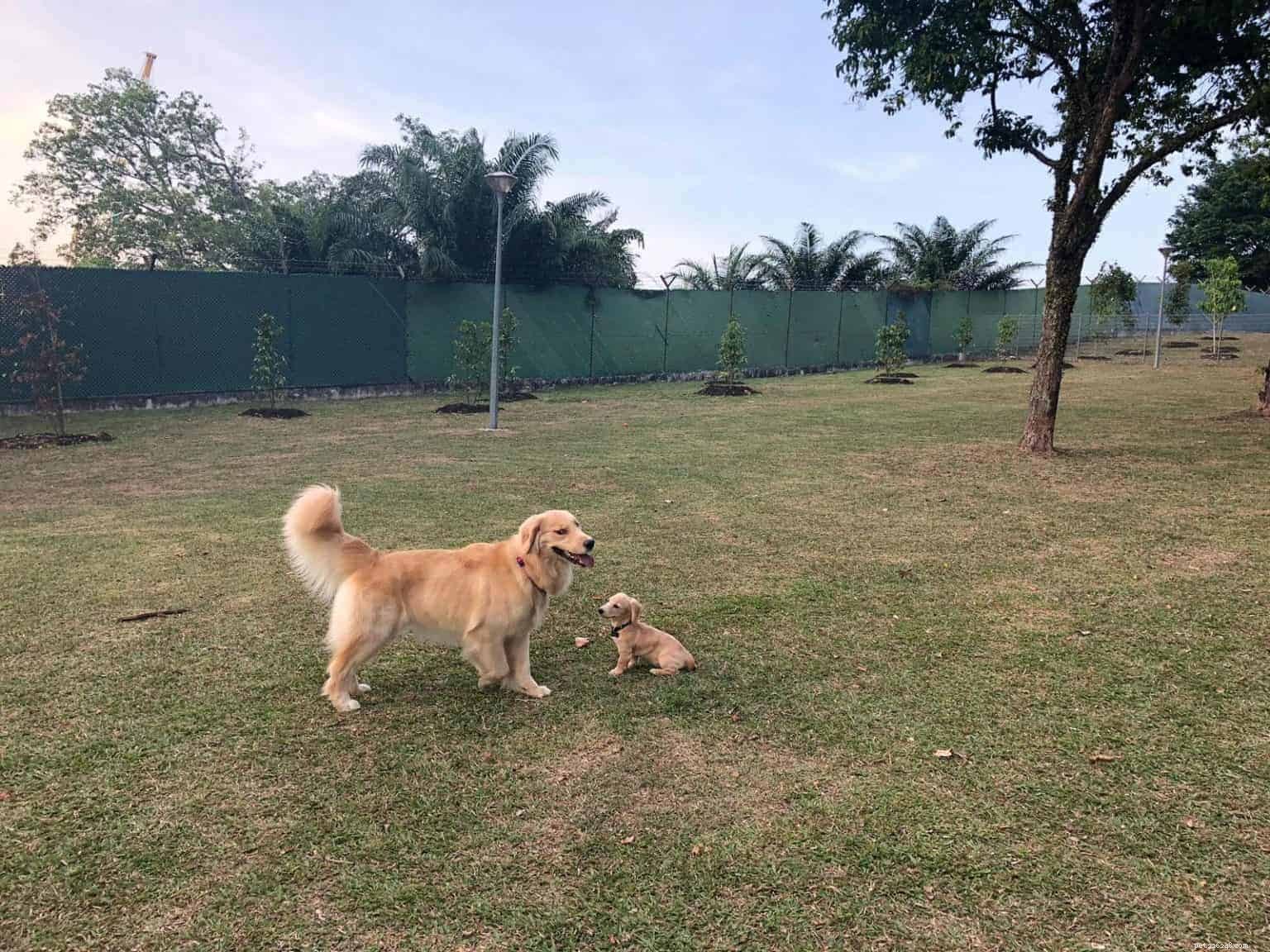 7 hondenparken en -renbanen in Singapore die je moet bezoeken [+ tips over goede hondenparketiquette]