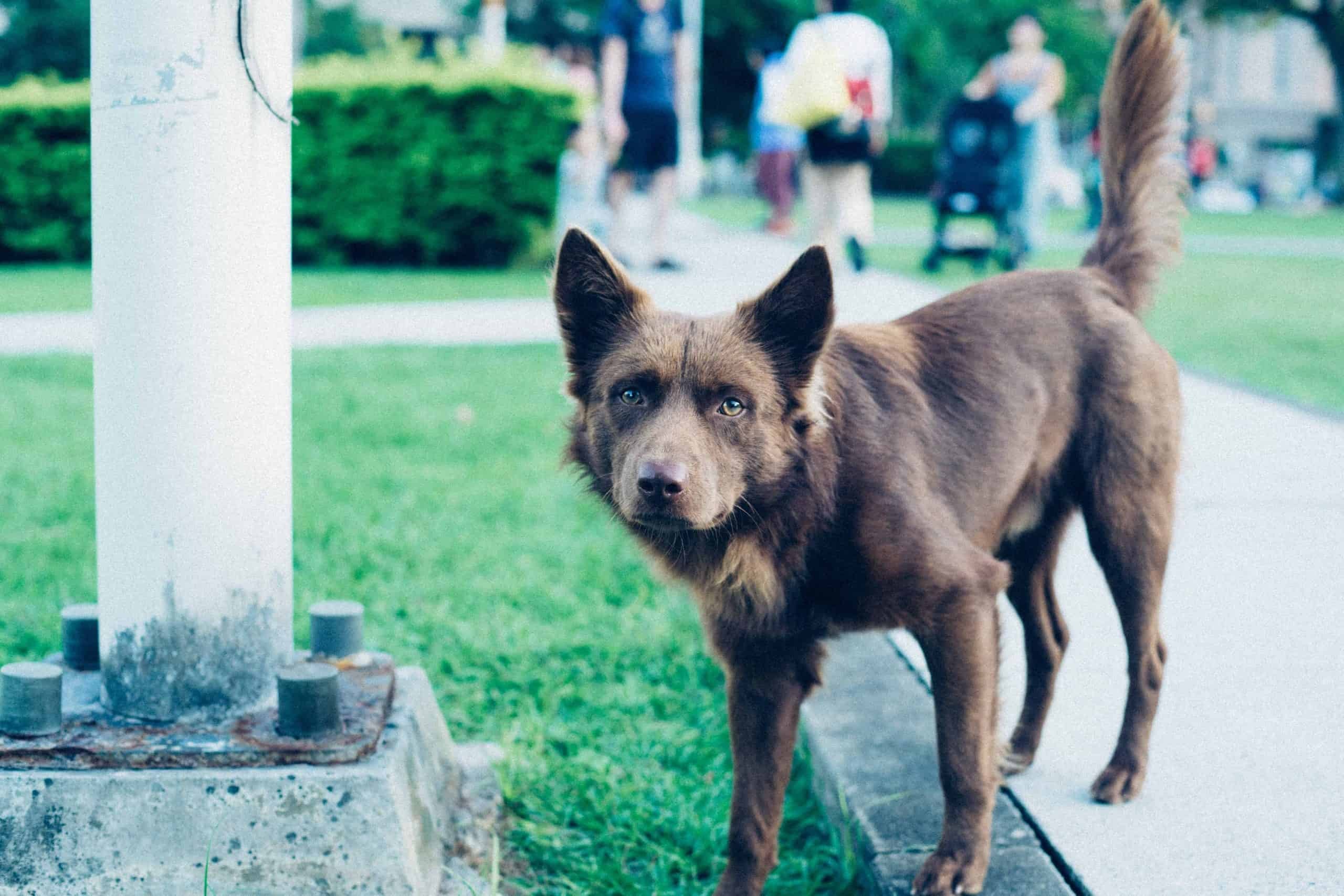 7 parcs et parcours pour chiens à Singapour que vous devez visiter [+ Conseils sur la bonne étiquette dans les parcs pour chiens]