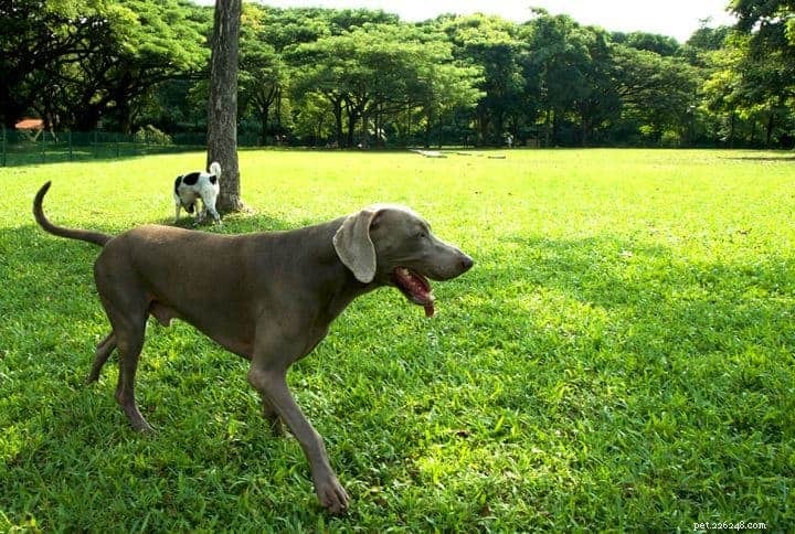 7 парков и загонов для собак в Сингапуре, которые нужно посетить [+ Советы по хорошему этикету в парке для собак]