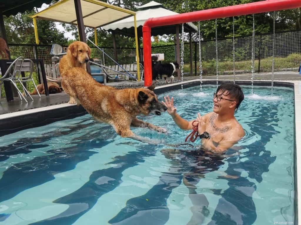 暑い天気に打ち勝つためにシンガポールの8つの犬のプール 