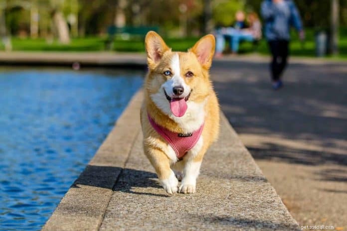 8 piscines pour chiens à Singapour pour lutter contre le temps chaud