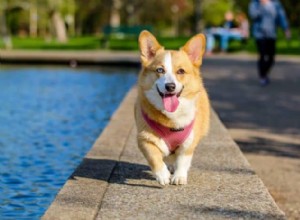 8 piscinas para cães em Cingapura para vencer o calor