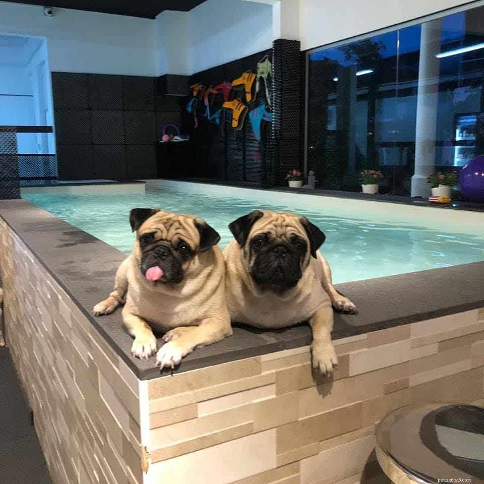 8 бассейнов для собак в Сингапуре, спасающих от жары