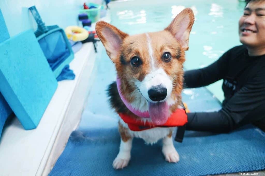 暑い天気に打ち勝つためにシンガポールの8つの犬のプール 