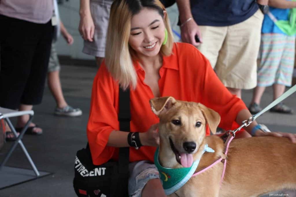 9 melhores centros de adoção de cães em Cingapura 2021 com preços incluídos