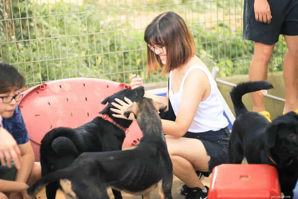 9 nejlepších center pro adopci psů v Singapuru 2021 s cenami v ceně