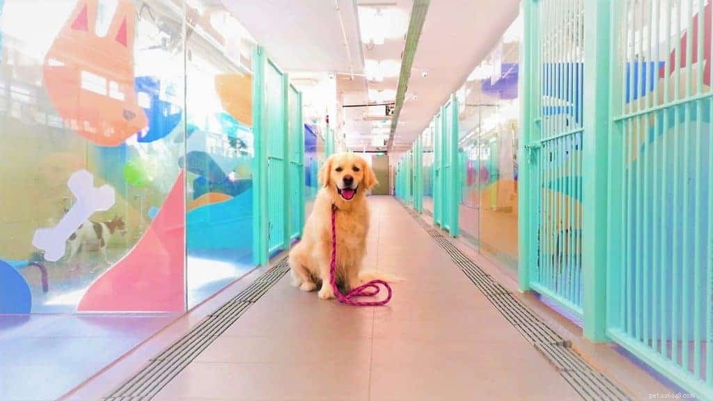 価格が含まれているシンガポール2021年の9つの最高の犬の養子縁組センター 