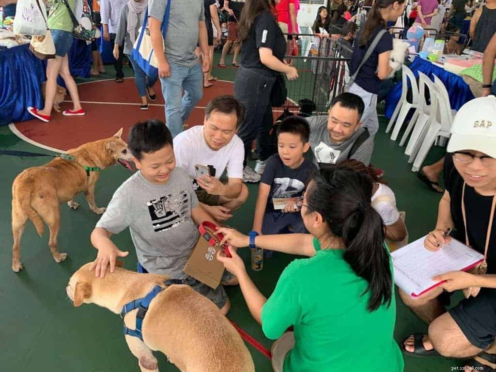 9 nejlepších center pro adopci psů v Singapuru 2021 s cenami v ceně