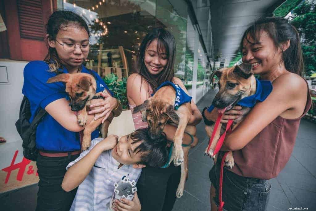 9 migliori centri di adozione di cani a Singapore 2021 con prezzi inclusi