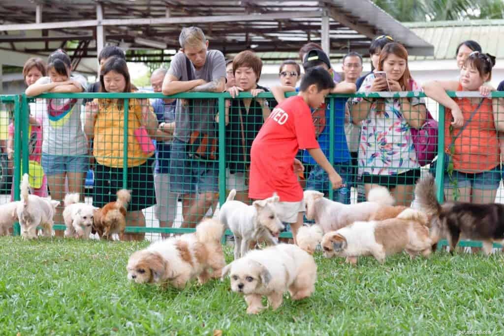 9 meilleurs centres d adoption de chiens à Singapour 2021 avec prix inclus