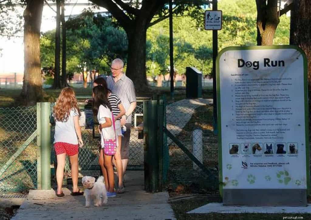 あなたの犬を歩く方法を学ぶ：7つの効果的な犬の散歩のヒント+専門家からの洞察 