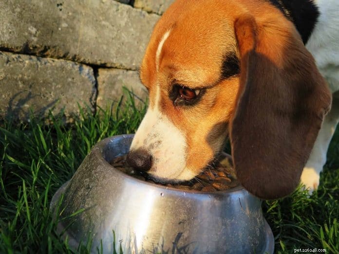 개는 생선을 먹을 수 있습니까? – 전문 애완 동물 영양사 및 수의사의 조언 및 팁(+ 손쉬운 수제 조리법)