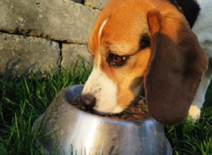 Os cães podem comer peixe? – Conselhos e dicas de nutricionistas e veterinários especializados em animais de estimação (+ Receitas caseiras fáceis)