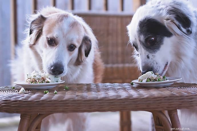 Kunnen honden vis eten? – Advies en tips van deskundige voedingsdeskundigen en dierenartsen (+ eenvoudige zelfgemaakte recepten)