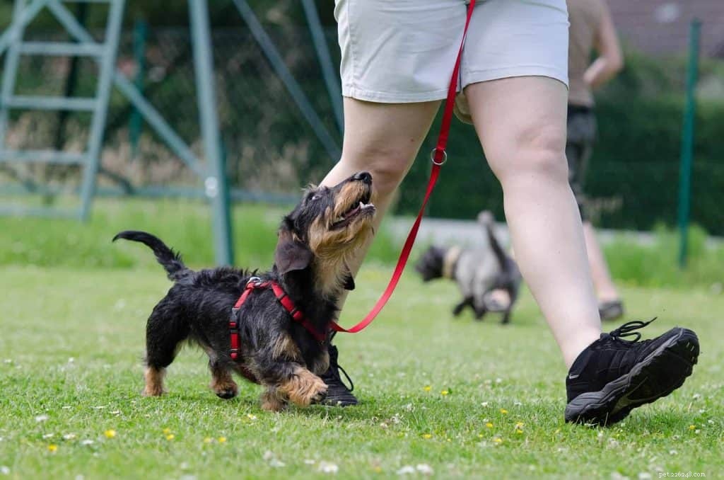 Jak zabránit štěně v kousání (účinné metody doporučené odborníky na našeptávání psů a odborníky na výcvik)