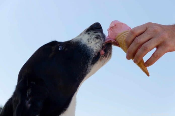 Receitas caseiras de sorvete para cães recomendadas por 10 especialistas em animais de estimação + benefícios de cada ingrediente usado